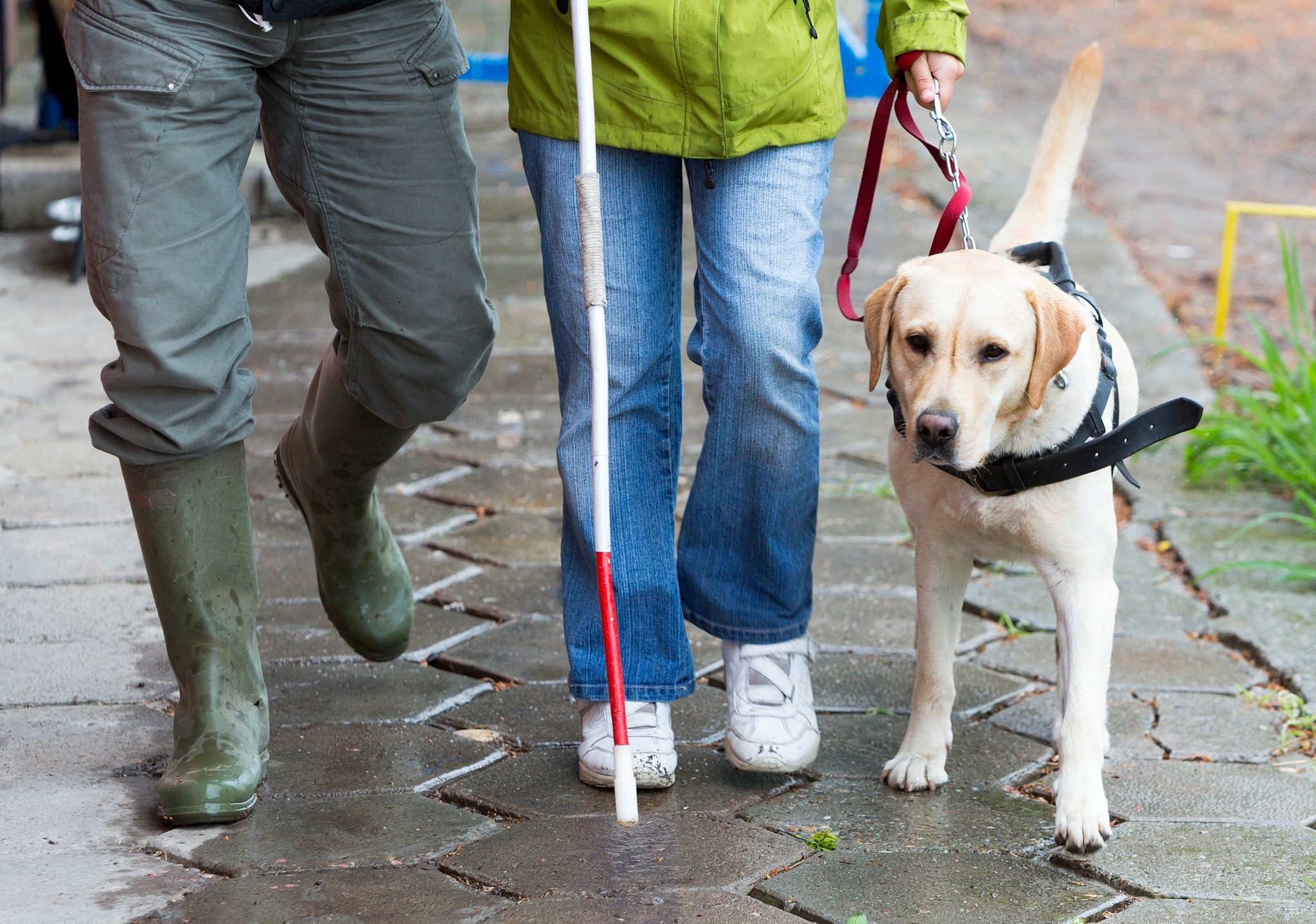 A person on a sidewalk holding a white cane in one hand and a guide dog in the other.